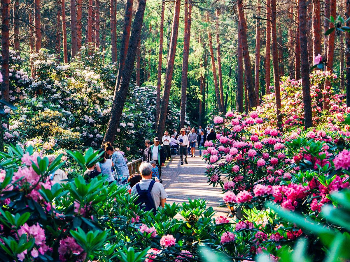 Rhododendronien eli alppiruusujen väriloisto on alkukesästä mykistävän kaunis.