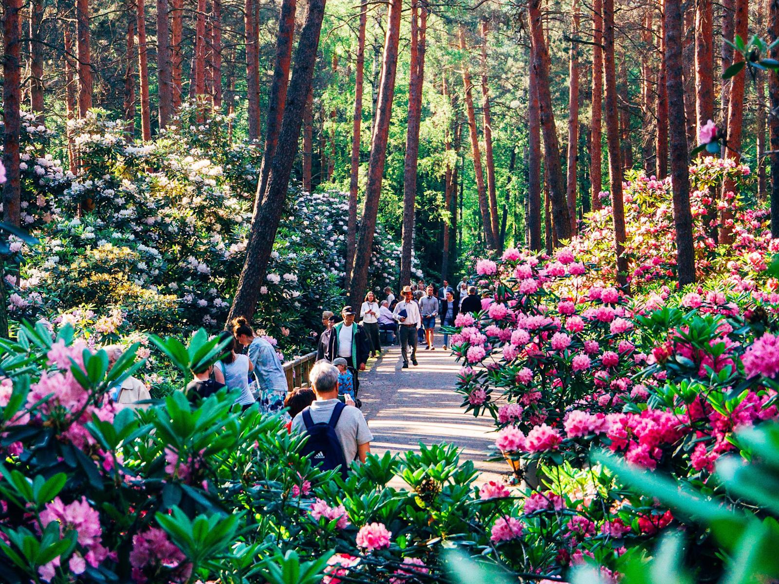 Rhododendronien eli alppiruusujen väriloisto on alkukesästä mykistävän kaunis.
