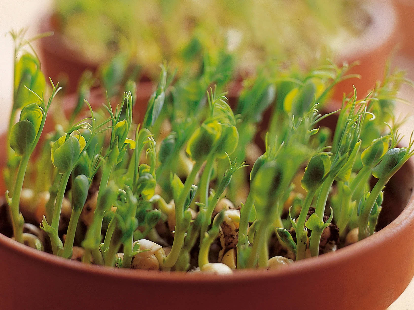 Herneenversojen kasvatus