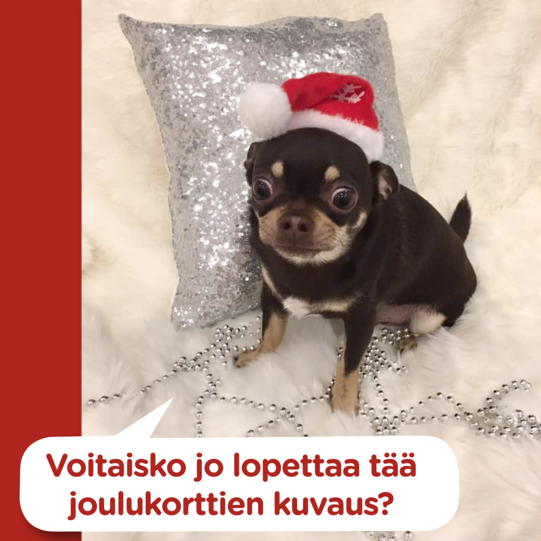 Koirajoulukalenterin luukku 9
