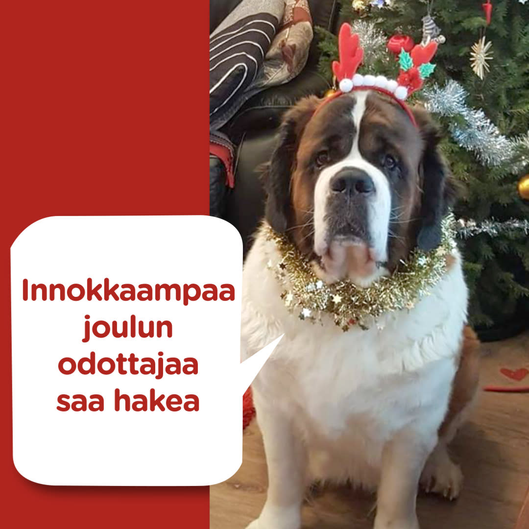 Koirajoulukalenterin luukku 10