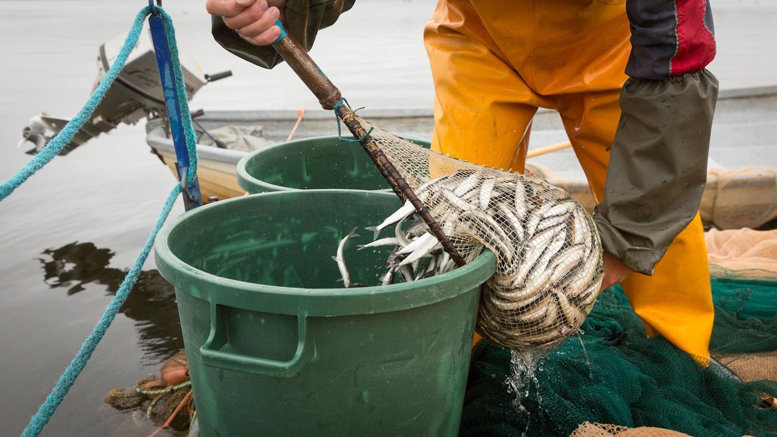 Kuluttaja saa Hätälältä kalansa tuoreena, sen takaa katkeamaton kylmäketju. Kala ehtii kauppaan 8–24 tunnin sisällä pyytämisestä