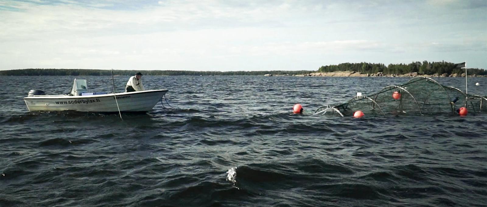 Mikael Lindholm kertoo, että kalat ovat rysässä hylkeiltä suojassa.