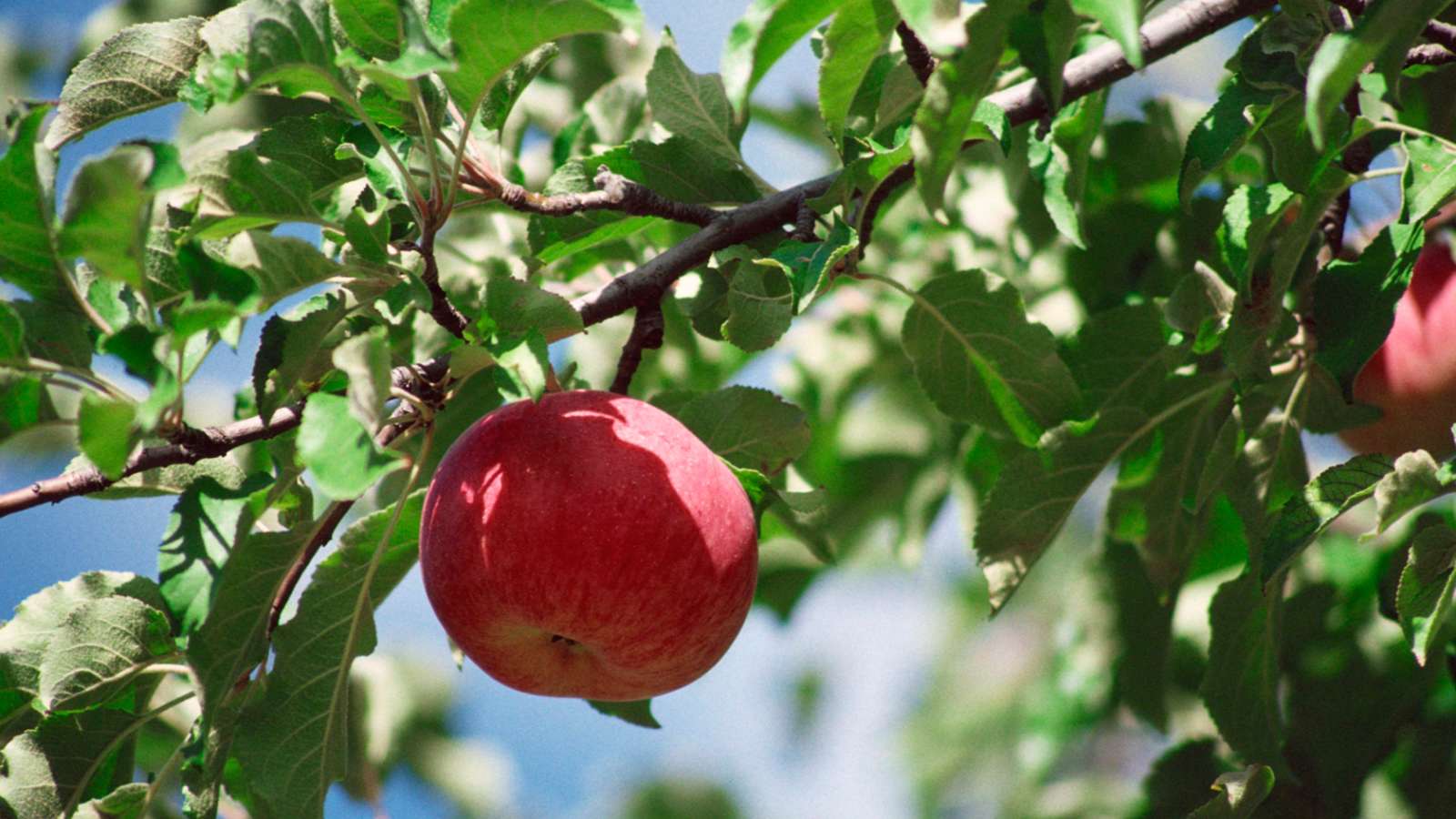 Kasviopas: omenapuu