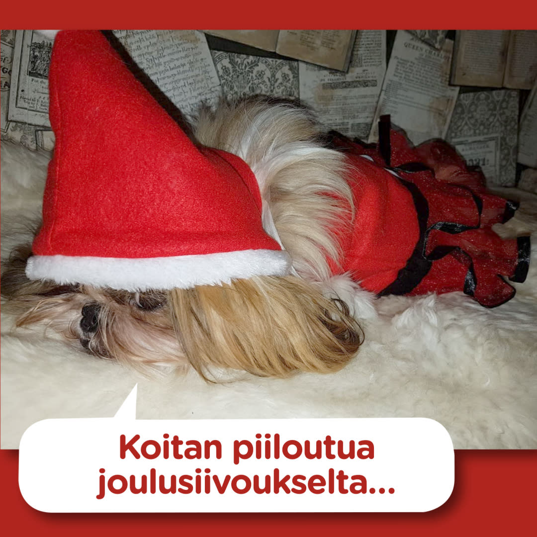 Koirajoulukalenteri luukku 17