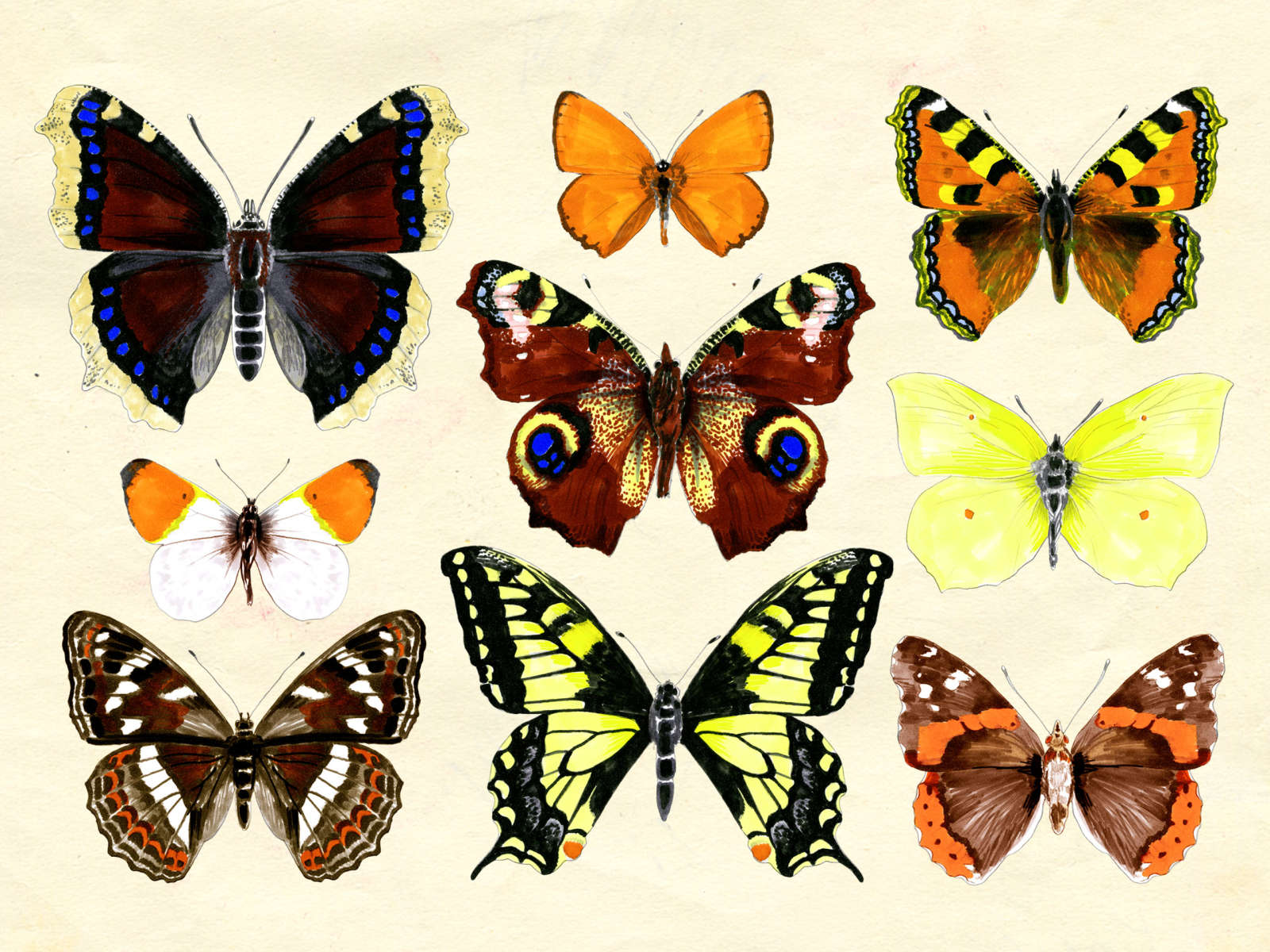 Tunnista kauniit ja kevyet perhoset | Yhteishyvä