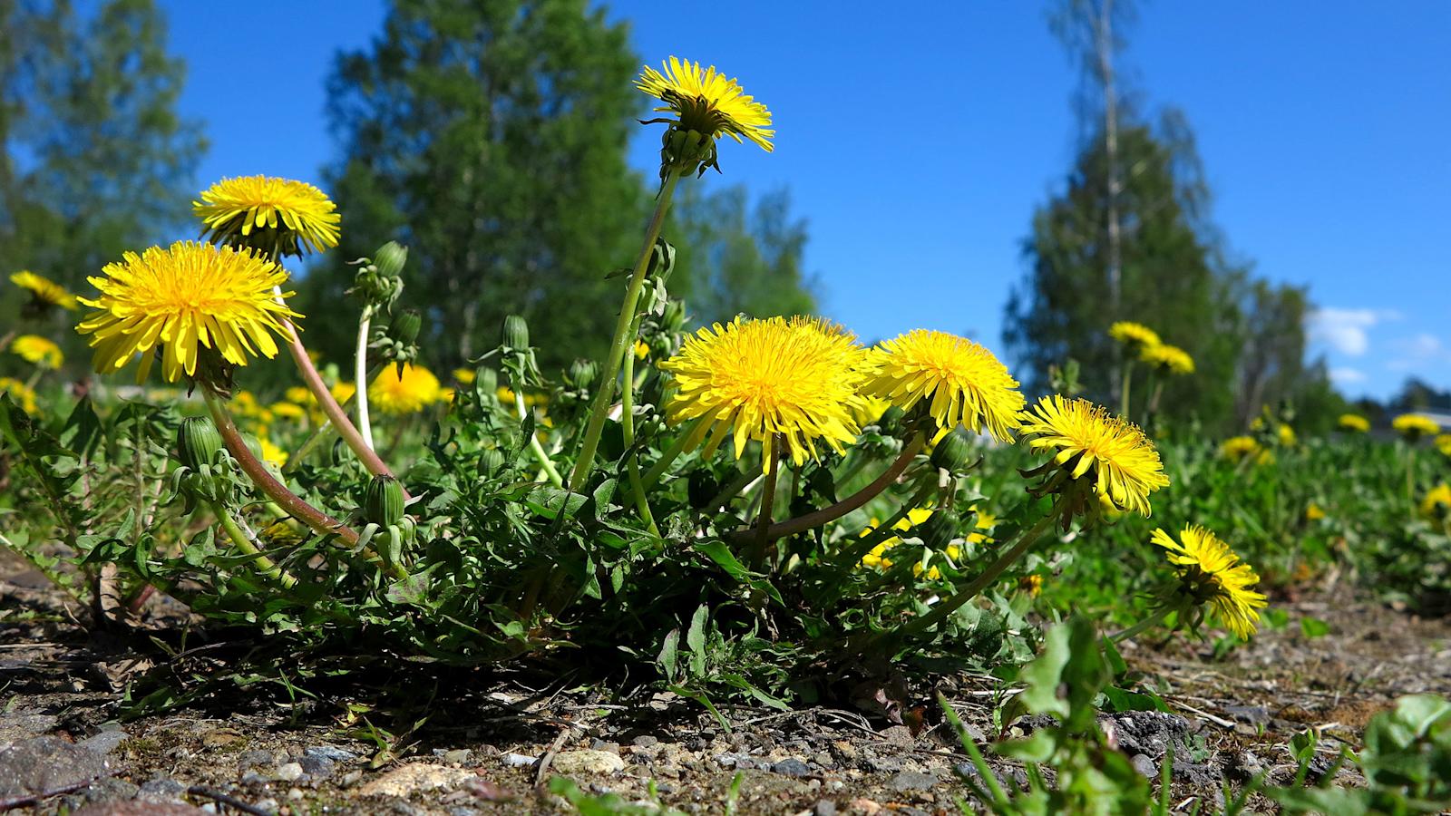Voikukka.