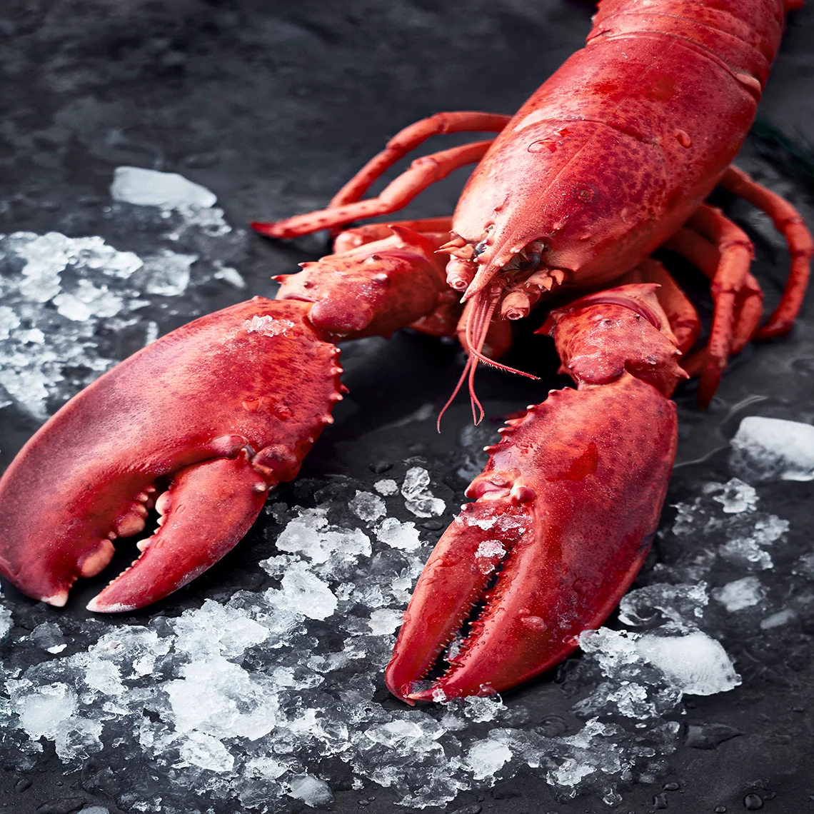 Hummeri gratinoituna