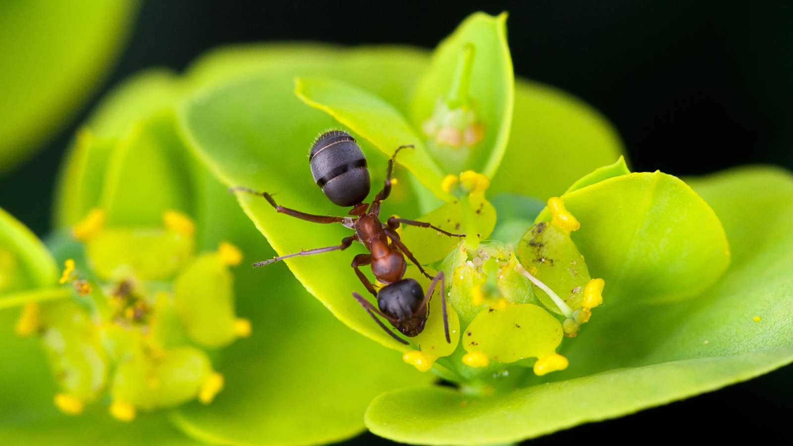 Miten eroon pihamaan muurahaisista?