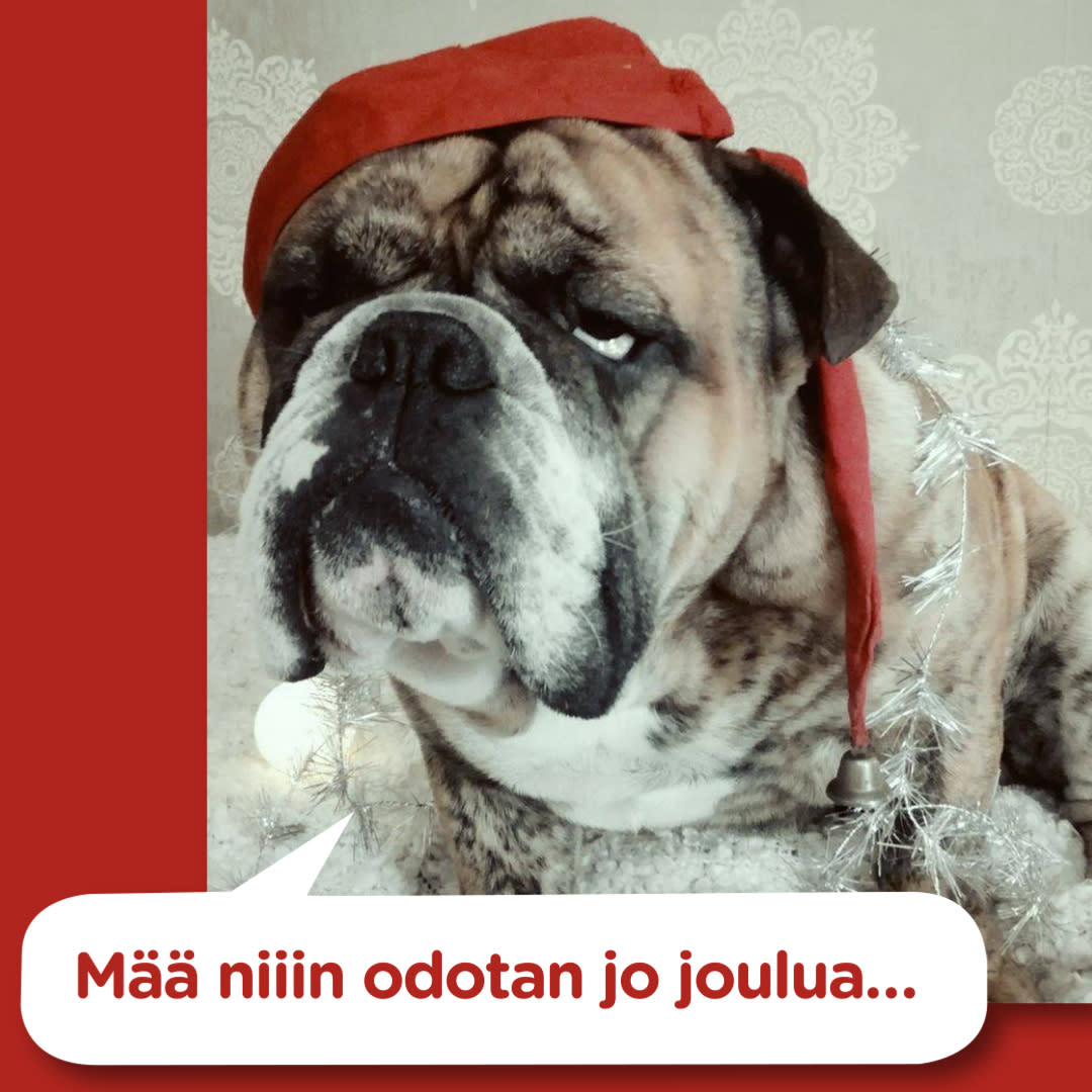 Koirajoulukalenteri 2