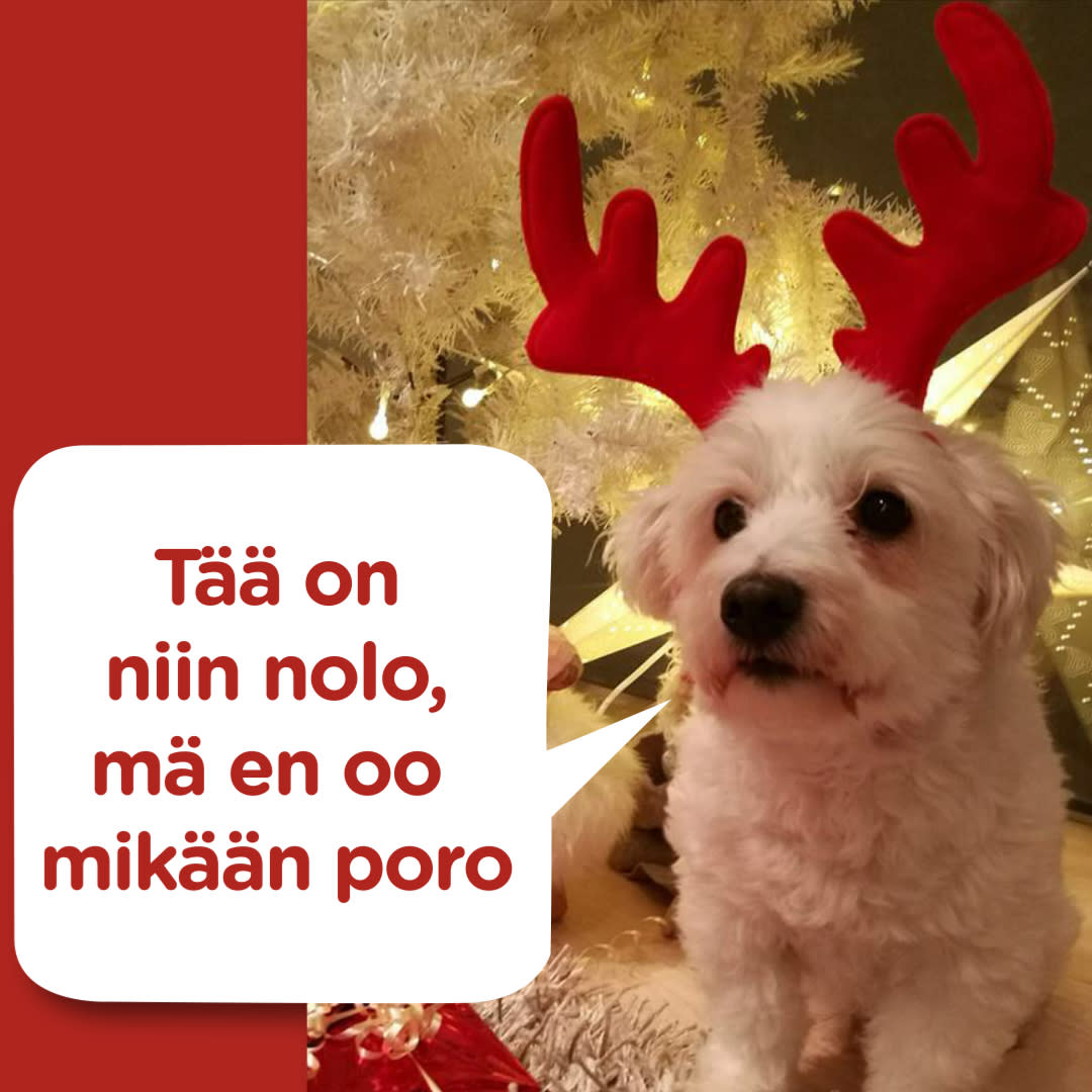 Koirajoulukalenteri_1