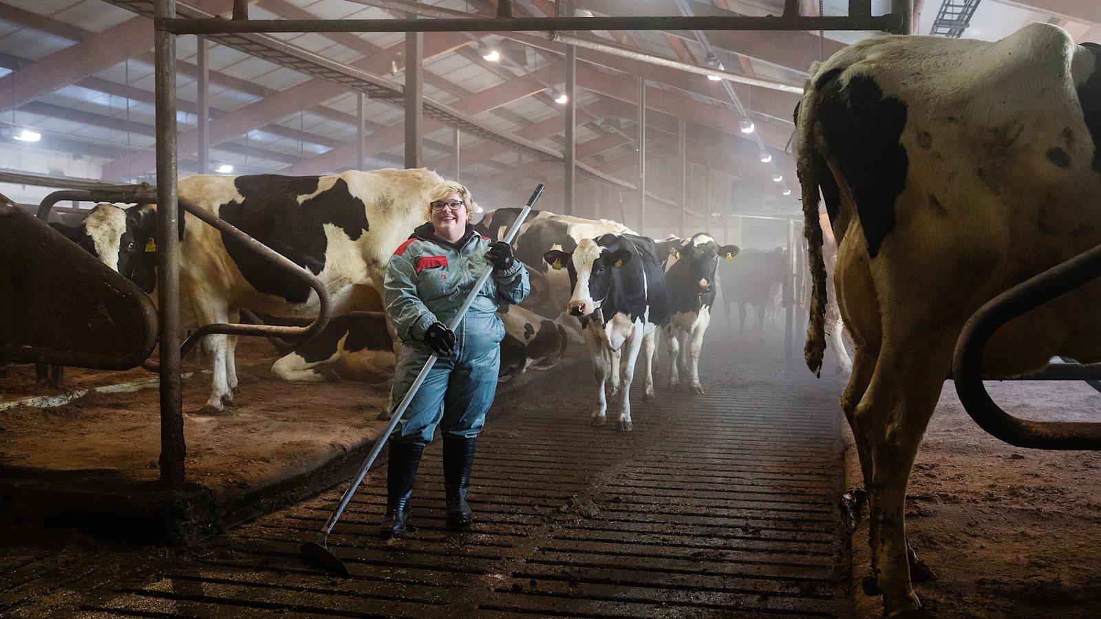 Kallion navetan lehmät näyttävät ihmisen vieressä valtavilta, eikä ihmekään: ne painavat 700–800 kiloa. 
