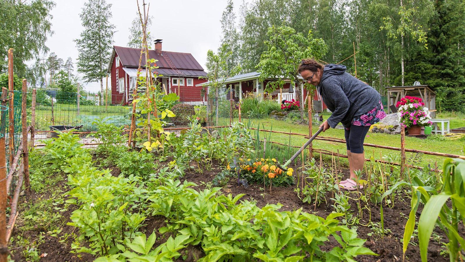 ”Haluaisin lisää viljelyalaa, että pystyisin säilömään pidemmälle talveen.”