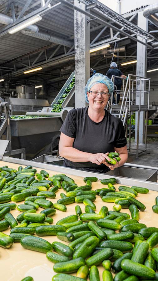 Avustava työnjohtaja Marja Palin lajittelee kurkkuja, vastaa kausityöntekijöiden perehdyttämisestä ja nauraa paljon.