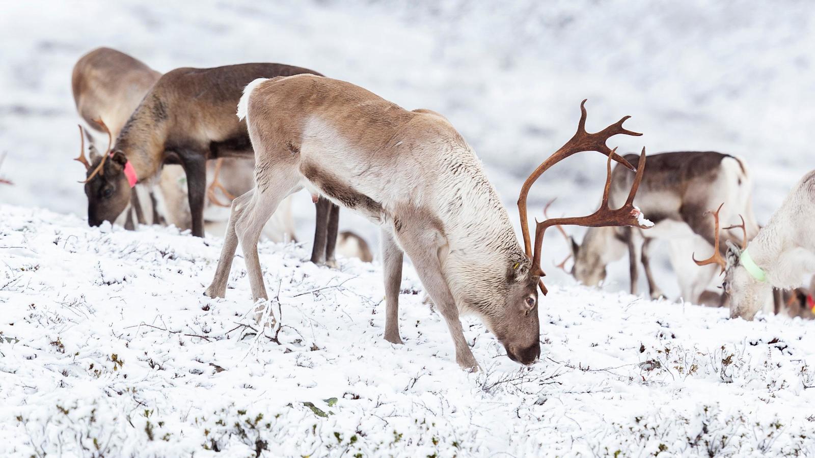 Poro syö kasveja, jäkälää ja sieniä. Hyvänä sienivuonna lihassa voi jopa maistaa tatin maun. 