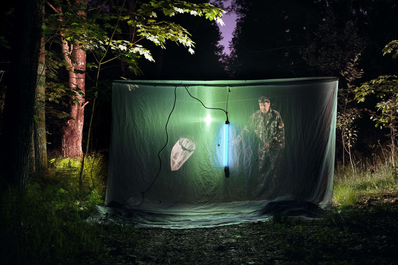Yöllisessä metsässä mies tutkii valolla puiden väliin väliin viritettyä kangasta, johon on lentänyt perhosia