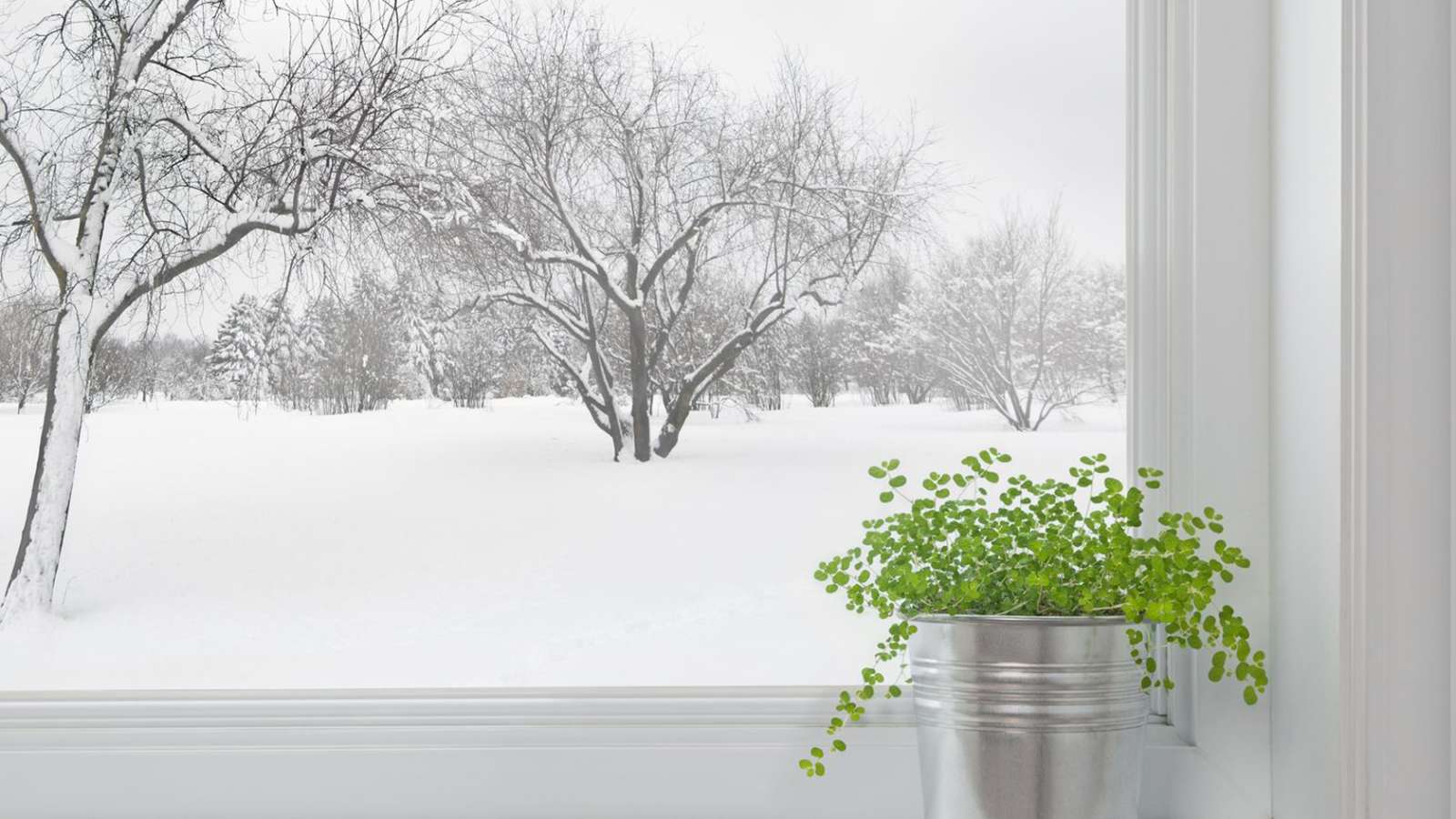 Huonekasvien hoito talvella