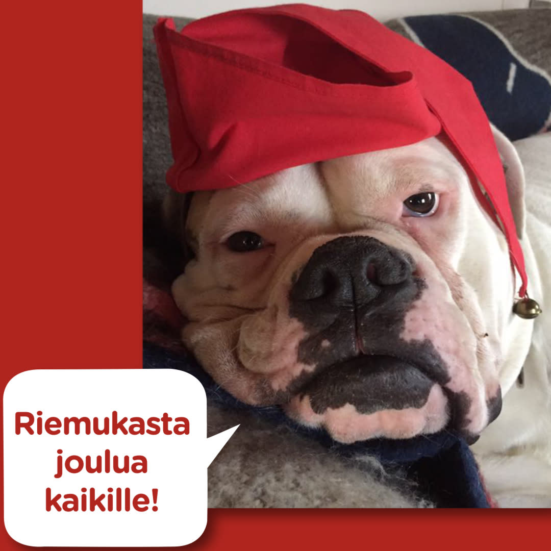 Koirajoulukalenteri luukku 24