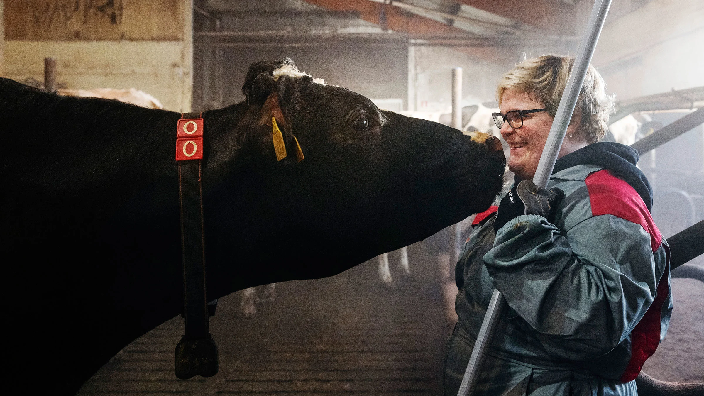 Kallion tilalla on sadan lypsylehmän lisäksi nuorta karjaa ja sonneja, yhteensä 215 päätä.