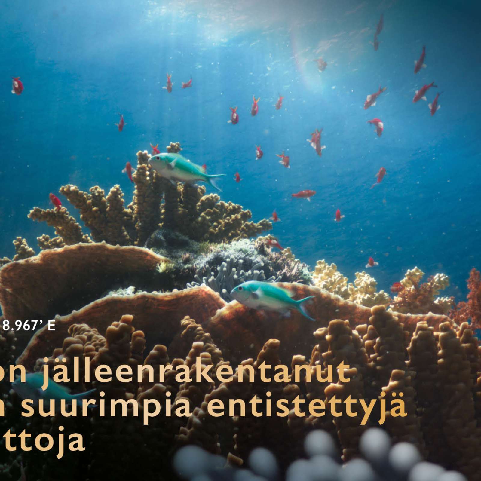 SHEBA® on jälleenrakentanut maailman suurimpia entistettyjä koralliriuttoja