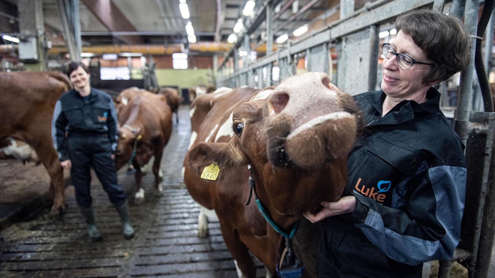 Kukin lehmä on omanlaisensa yksilö, kertovat tutkimusmestari Mari Talvisilta ja tutkimusprofessori Marketta Rinne. Kuvassa Rinteen kanssa Lukko-lehmä.