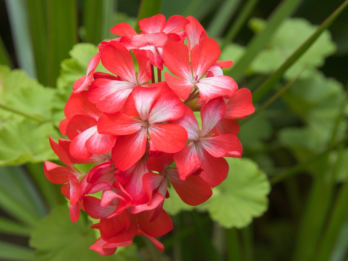 Kasviopas: pelargonit