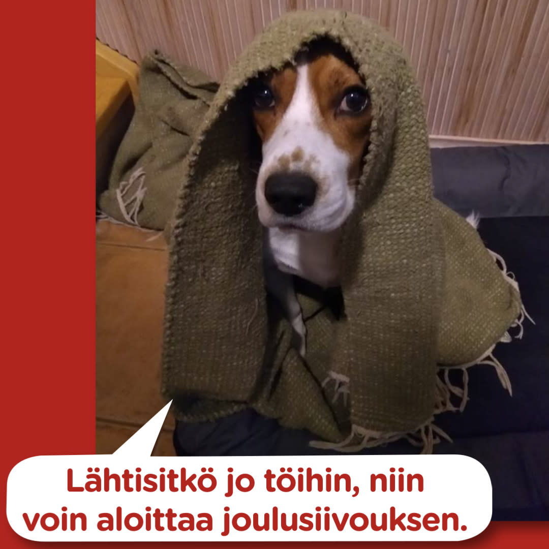 Koirajoulukalenteri 3