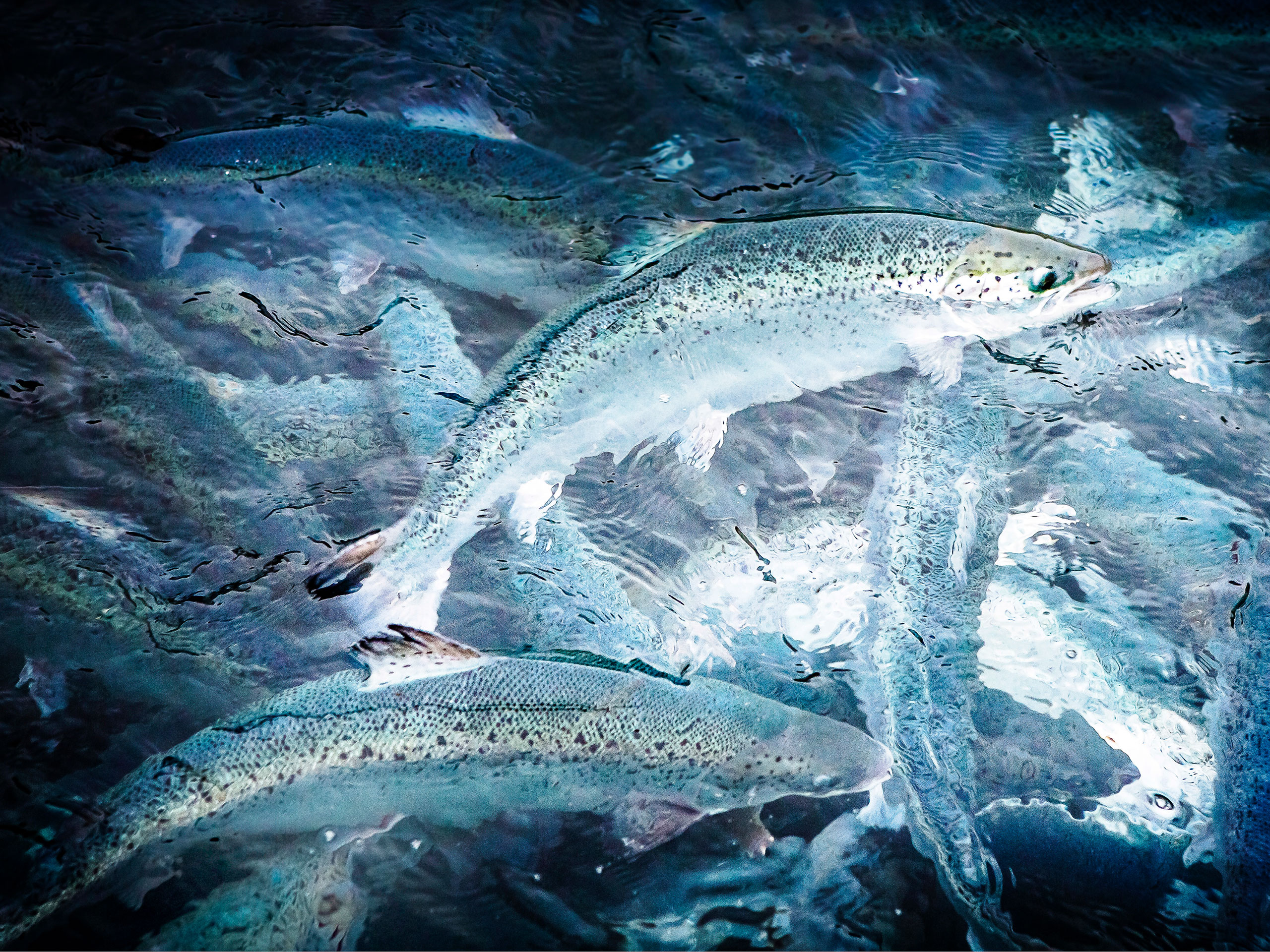 Fina fisken | Yhteishyvä