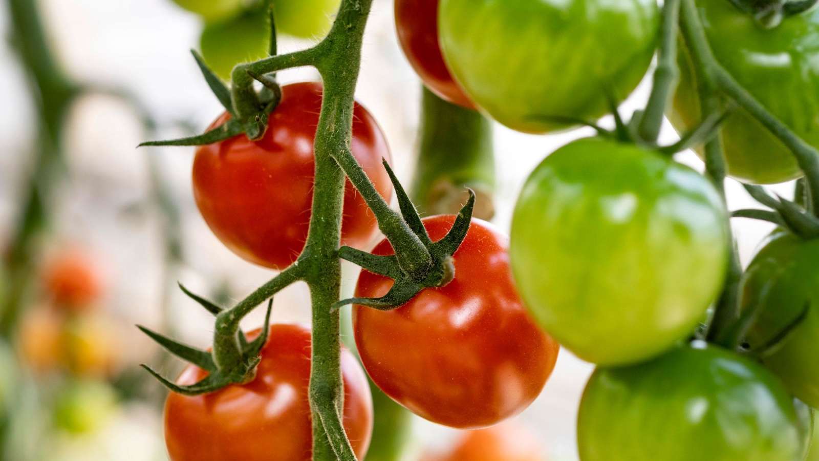 Maailmassa on yli 7000 tomaattilajiketta. Dunne-tomaattia viljellään Suomessa ainoastaan Närpiön Vihanneksella. 