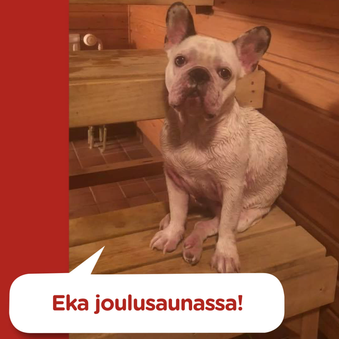 Koirajoulukalenteri luukku 21
