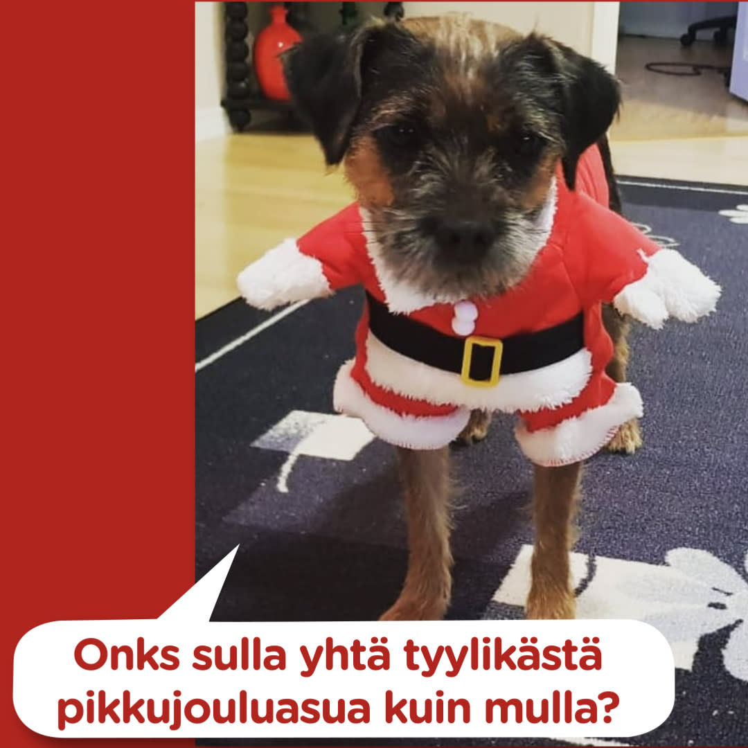 Koirajoulukalenteri luukku 5