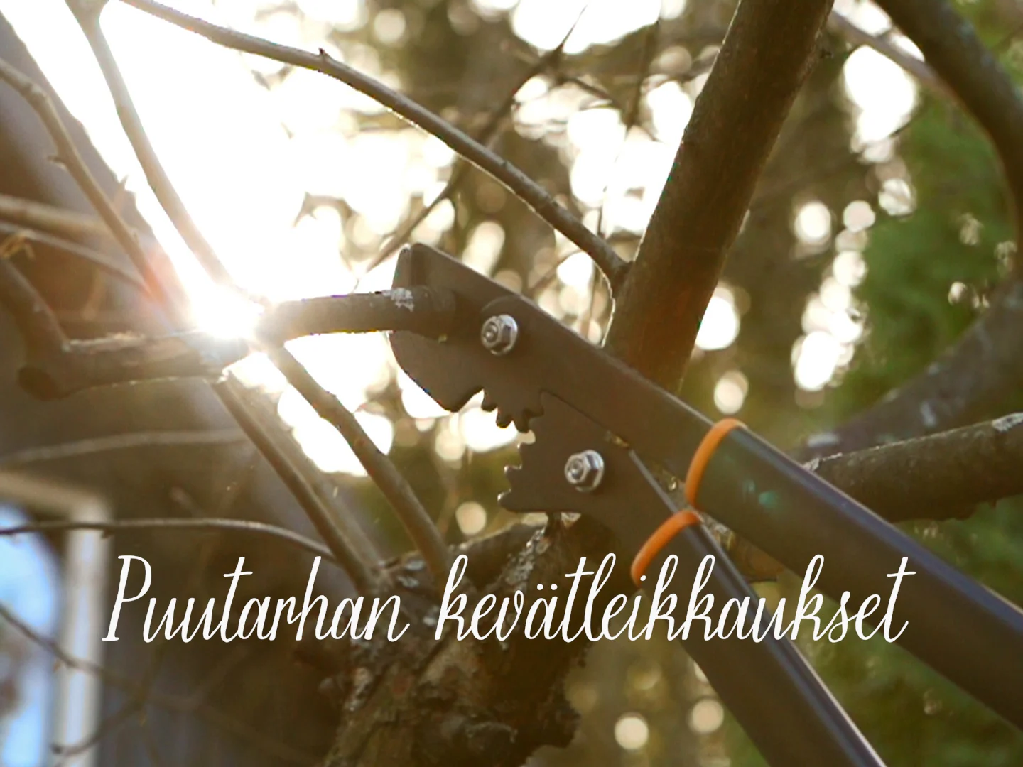 Puutarhan kevätleikkaukset