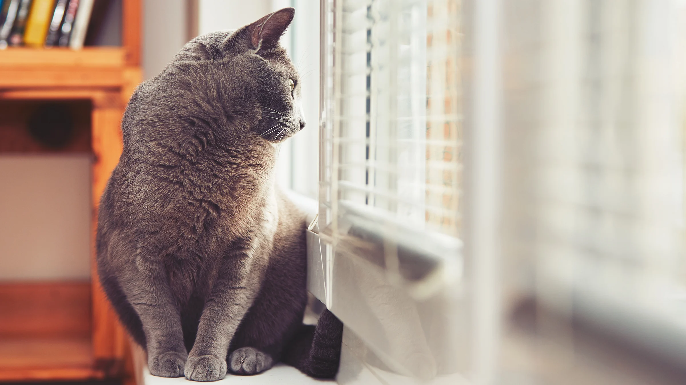 Kissa katsoo ulos ikkunasta.