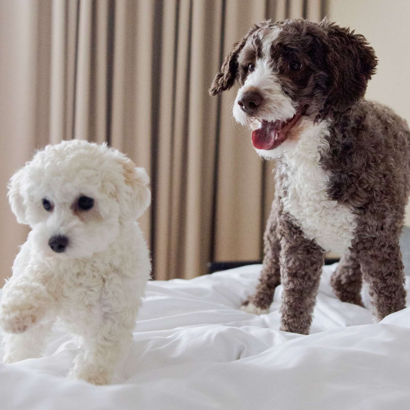 Kaksi koiraa hypähtelee hotellihuoneen sängyllä.