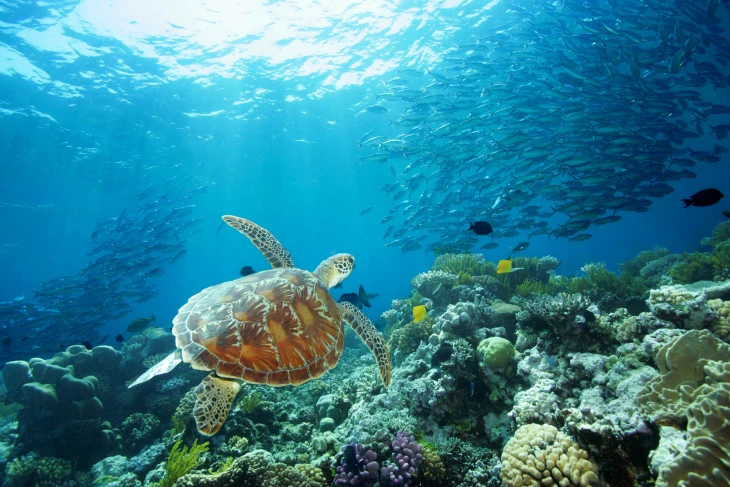 sea turtle great barrier reef queensland 