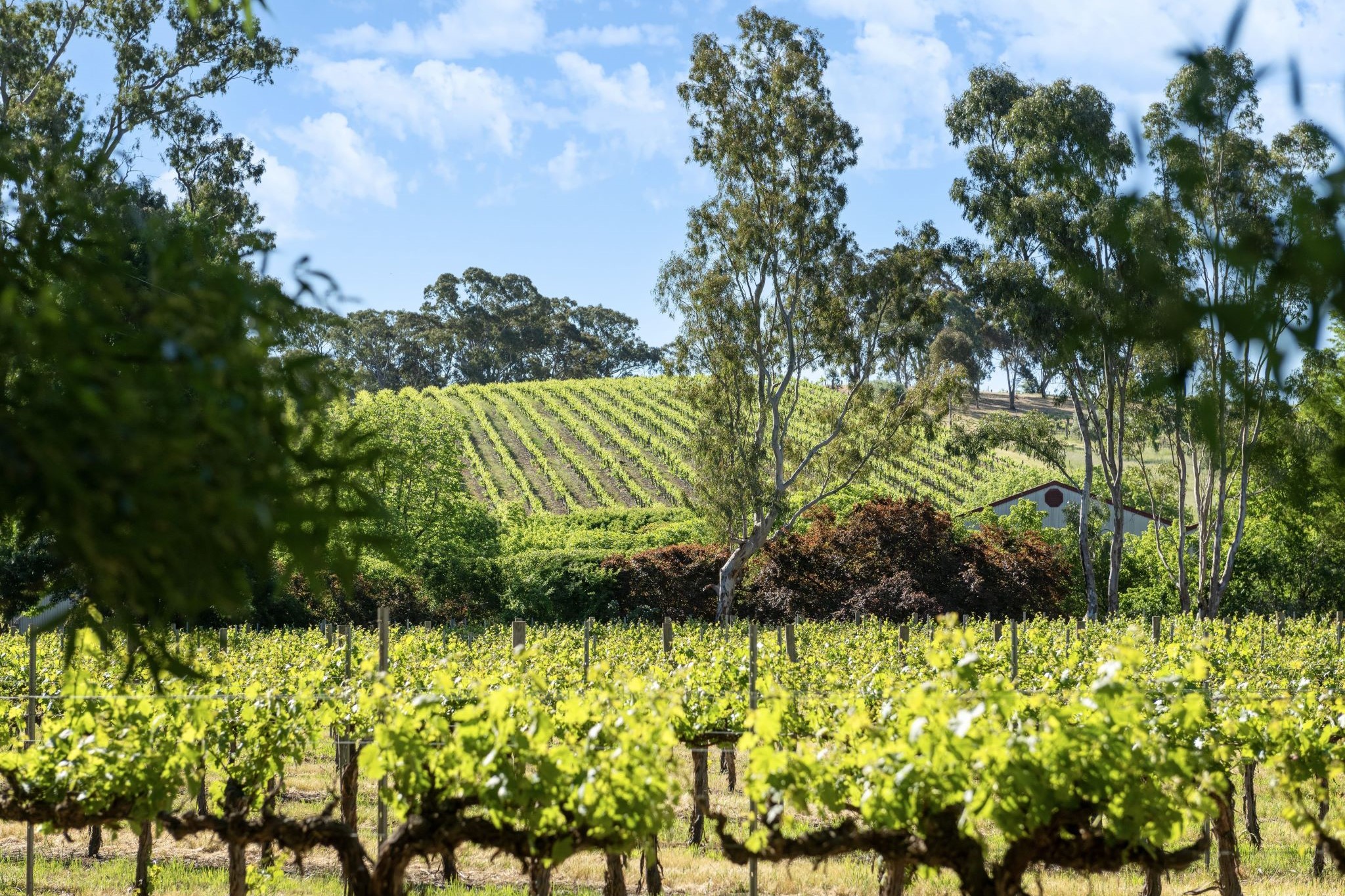 Kilikanoon Wines, Clare Valley, South Australia © Tourism Australia