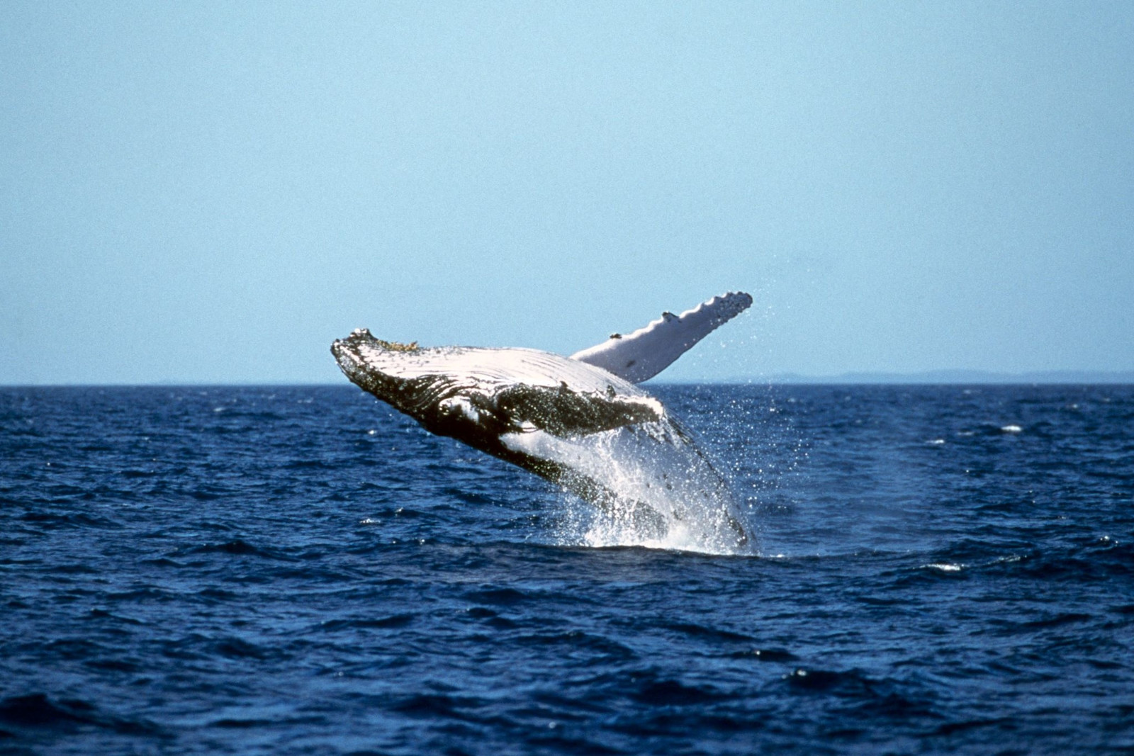 A whale breaching out of water