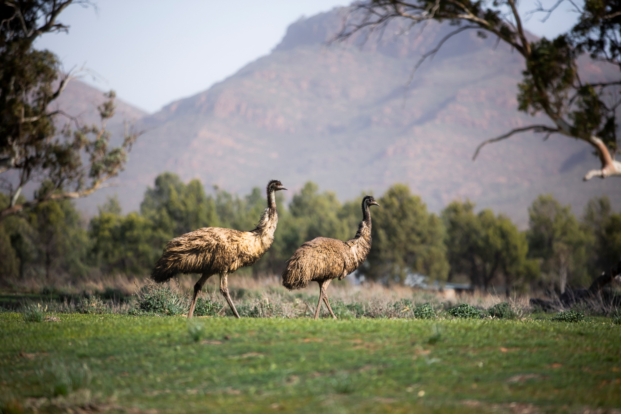 emu wilpena pound resort south australia 