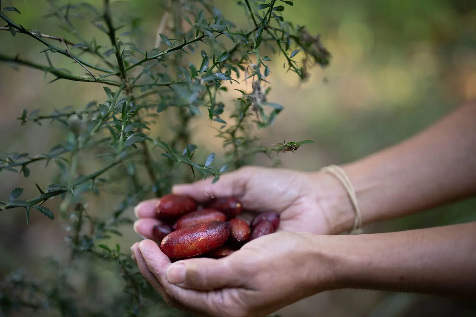 Bush food, Explore Byron Bay, New South Wales  © Explore Byron Bay