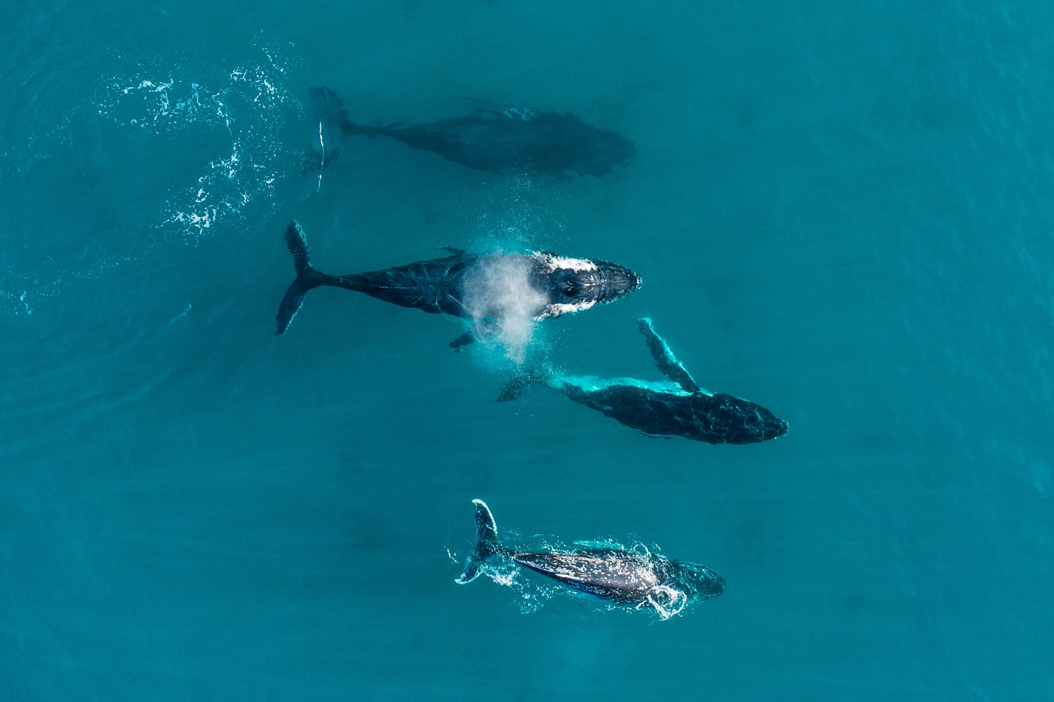 Whales migrating along Australia's coasts