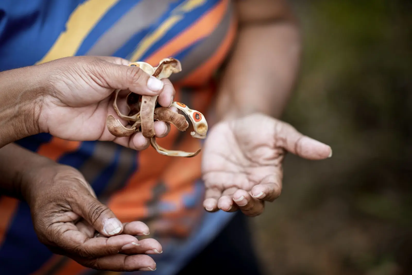 Discover seasonal plants and bushfoods with Dabungool Cultural Experiences © Dabungool Cultural Experiences