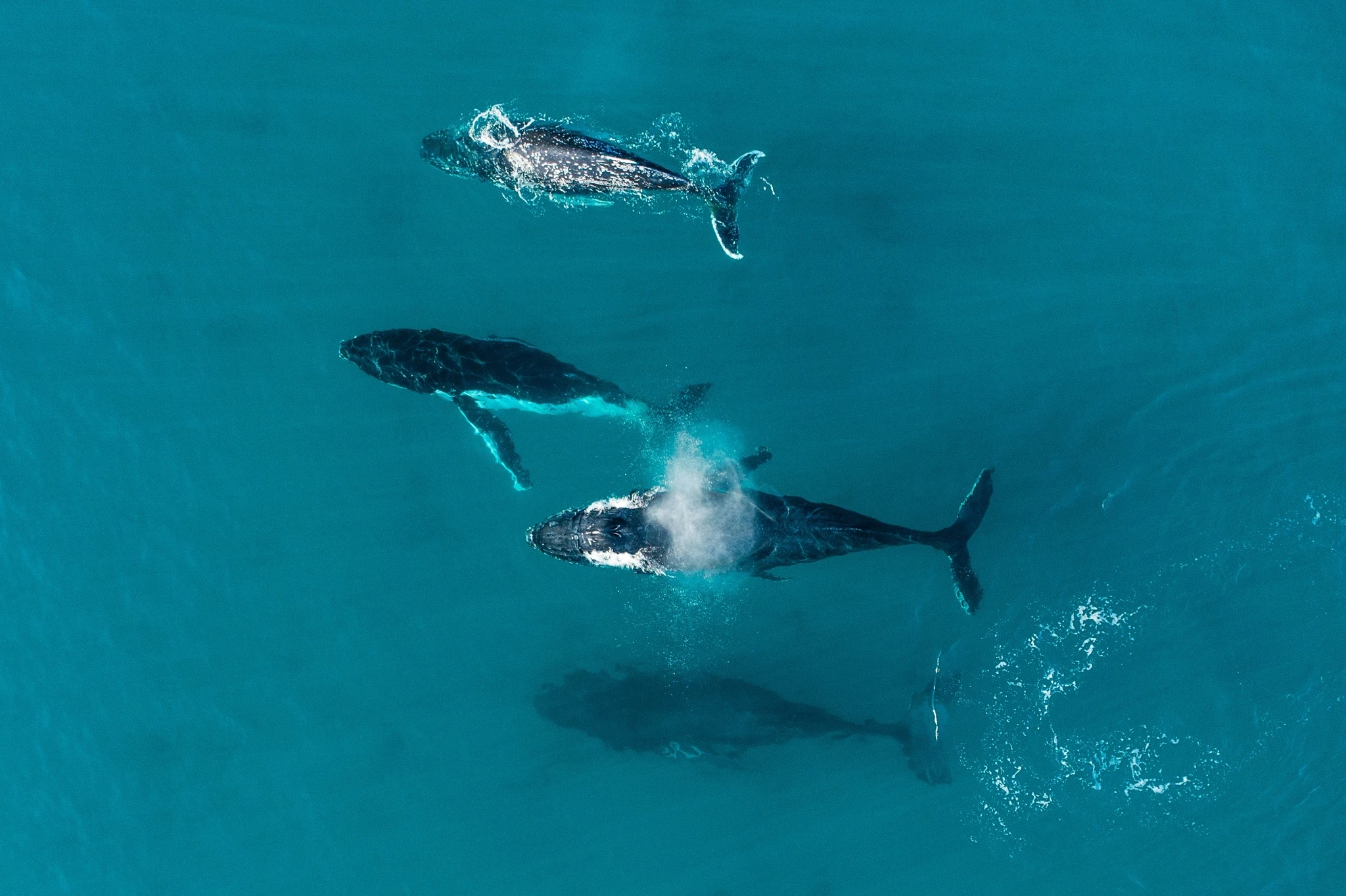 WHALES-Margaret-River-Western-Australia