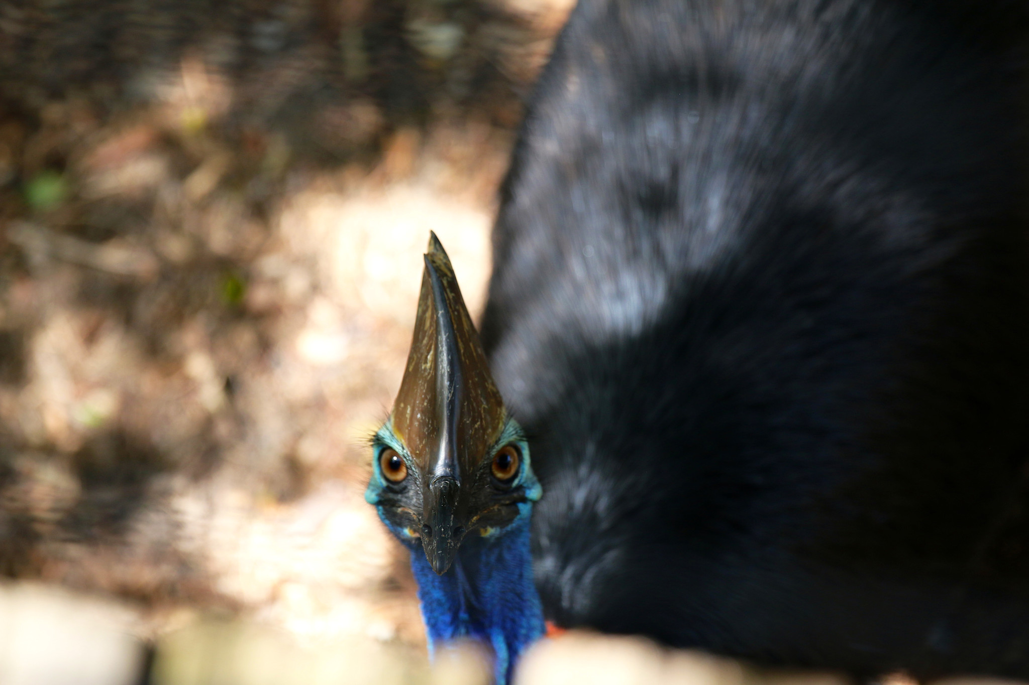 Cassowary in the Daintree Rainforest at Mossman Gorge, Queensland © Tourism Australia