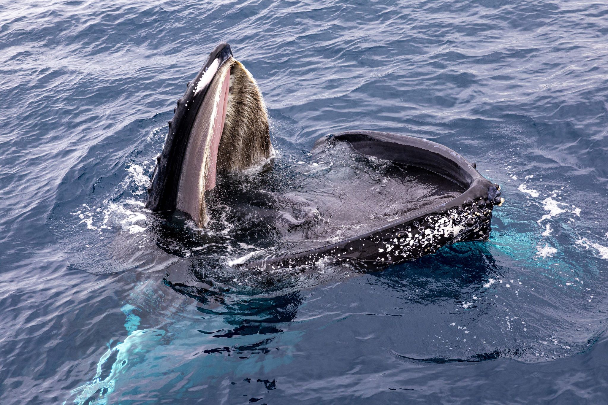 Whale with its mouth open above the water in the ocean at Redcliffe Moreton Bay, Queensland © Tourism Australia