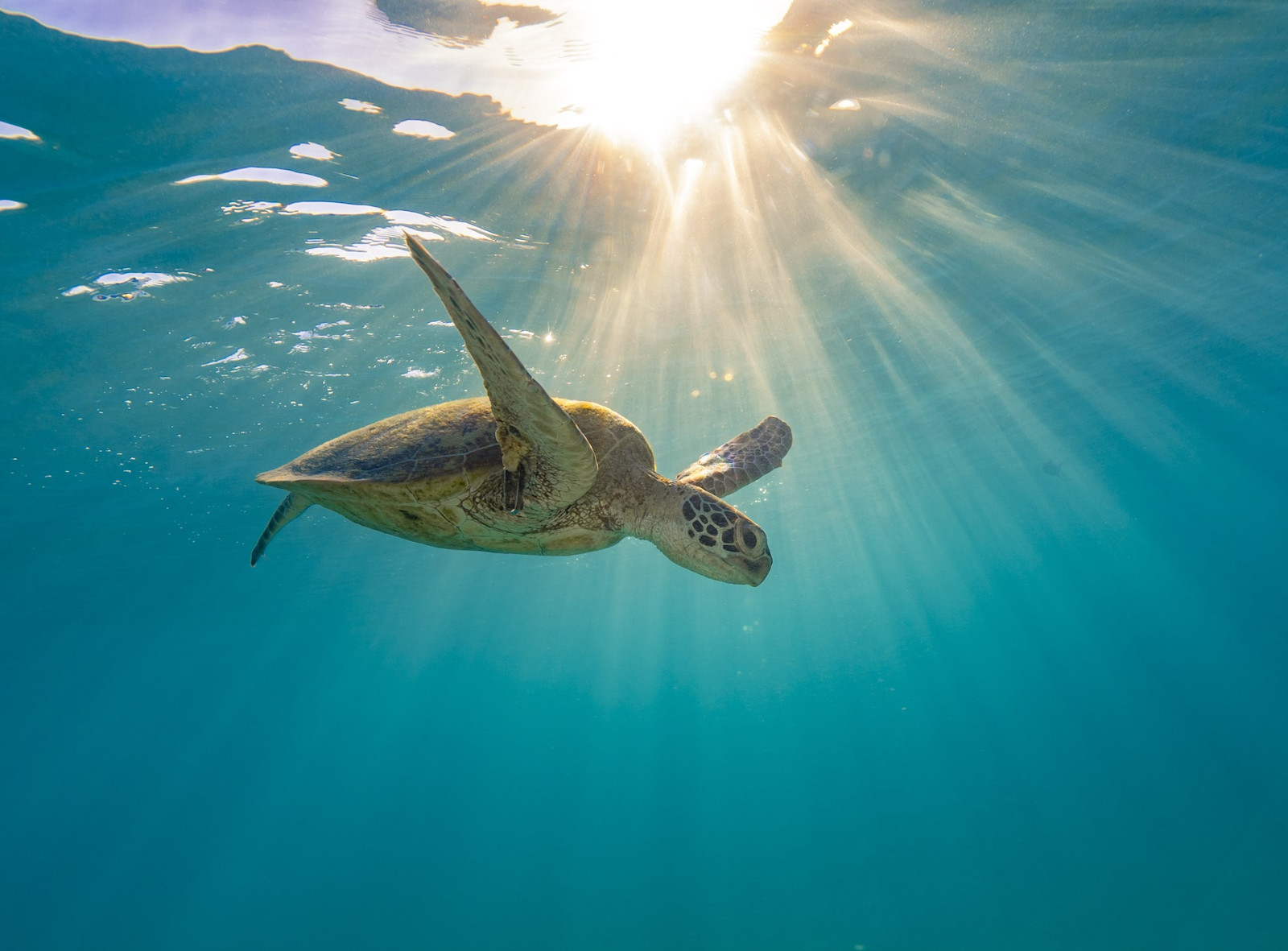 Turtle swimming through the Great Barrier Reef, Queensland © Tourism Australia