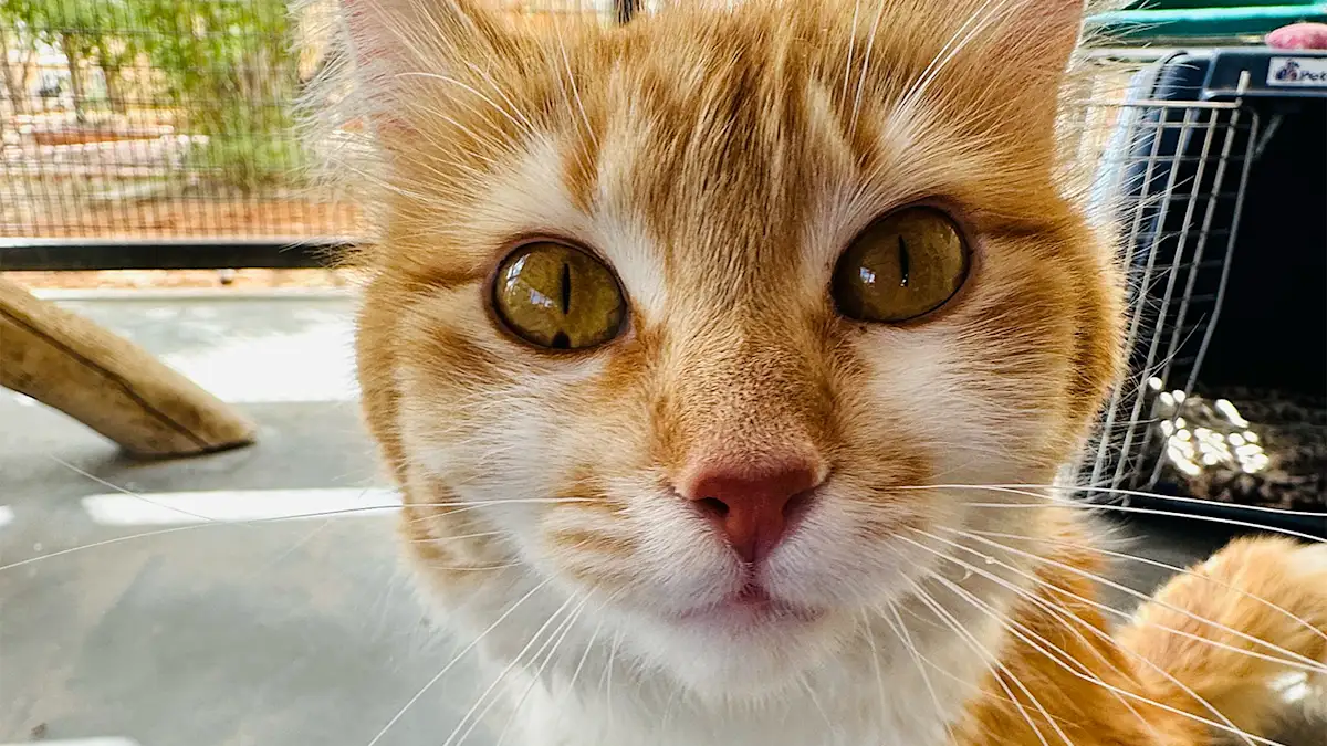 orange cat looking straight ahead