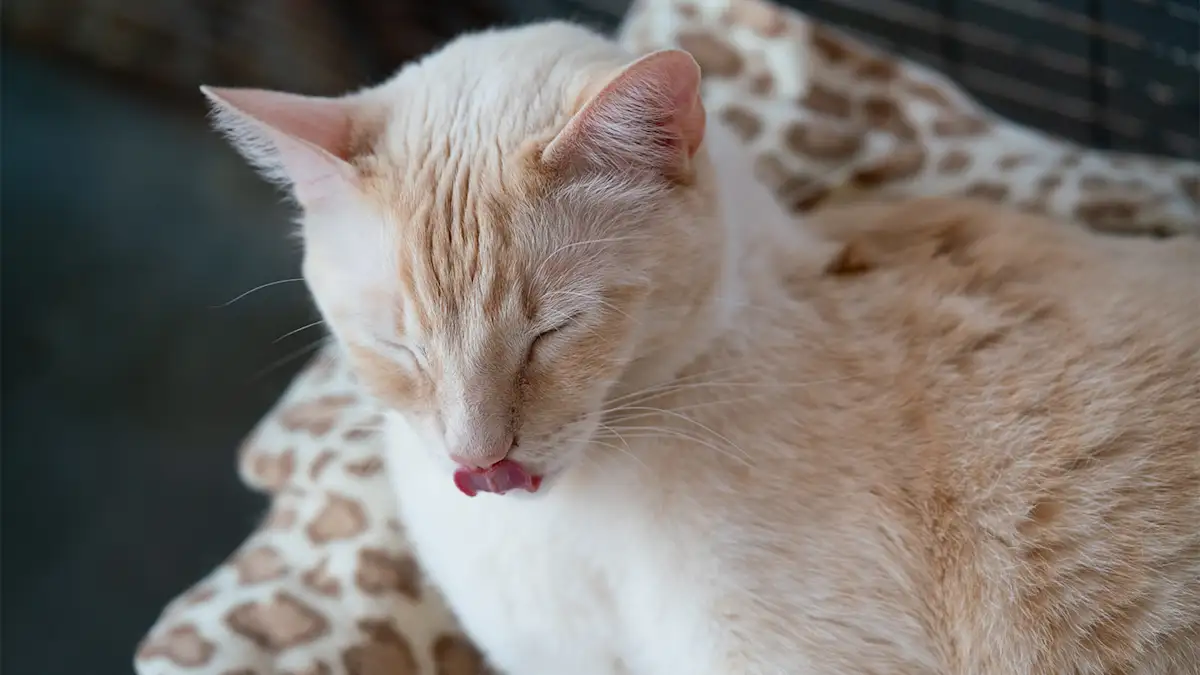 white cat with tongue out