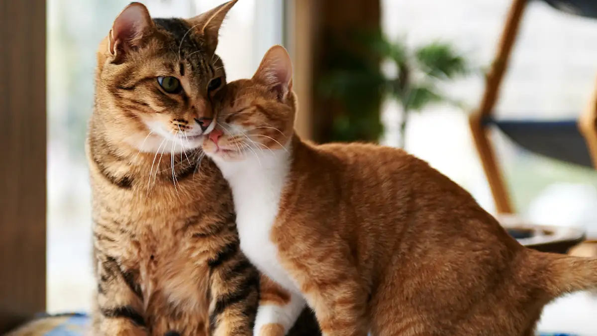 two cats nuzzling