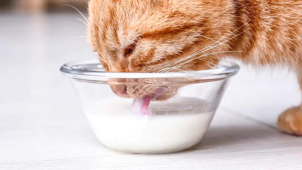cat drinking milk out of a glass bowl
