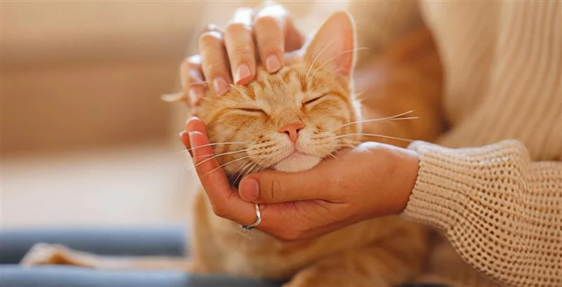 Person petting the head of a ginger cat